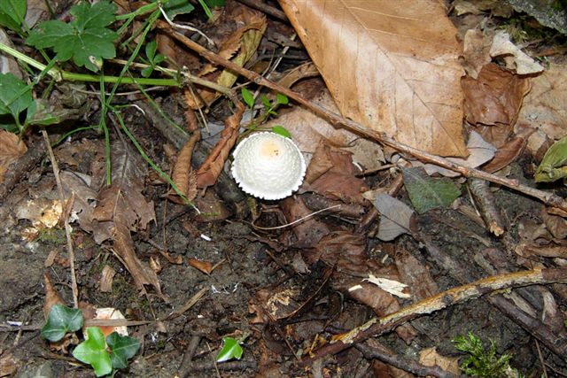 Piccole Lepiota